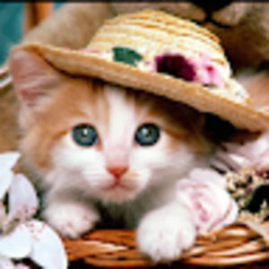 Meet your Posher, Nina